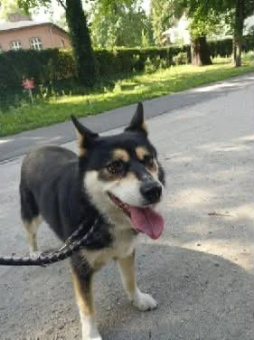 Bezpański pies trafił do schroniska. Szukają właściciela