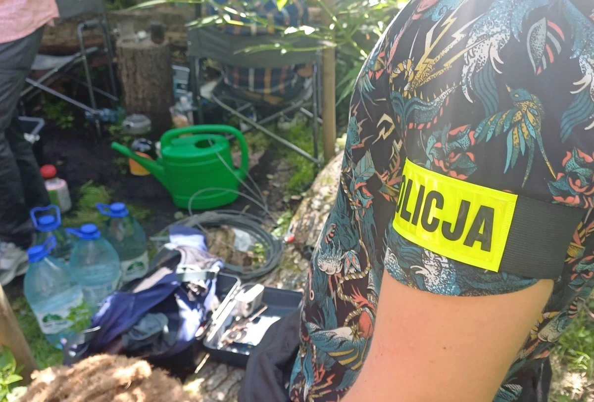 160 krzewów konopii w lesie. Dwóch mężczyzn zatrzymanych