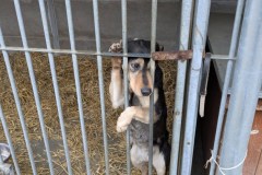 Kontrola-schroniska-w-Henrykowie-00006