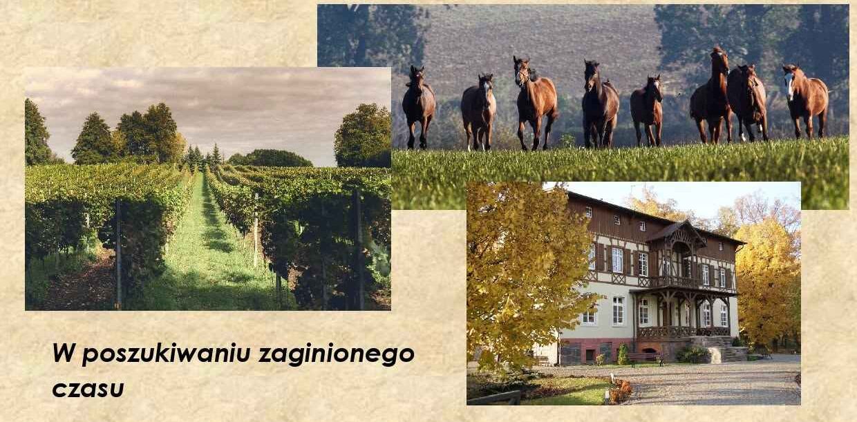 Bezpłatna wycieczka z przewodnikiem po gminie Osieczna – historia, winnice i konie