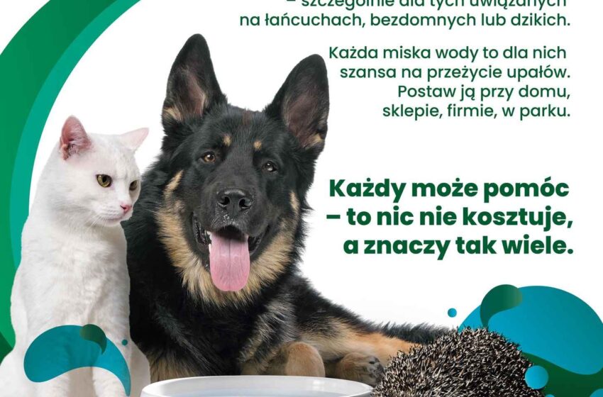  Mały gest, wielka moc – wystaw miskę z wodą dla zwierząt