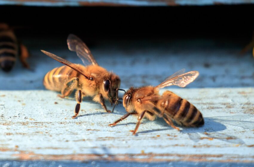  2 mln zł na pokarm dla pasiek w Wielkopolsce